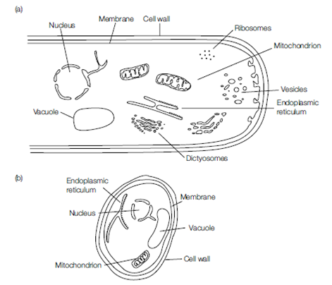 793_Fungal structure.png